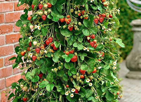 Jak uprawiać truskawki w rurach PCV?