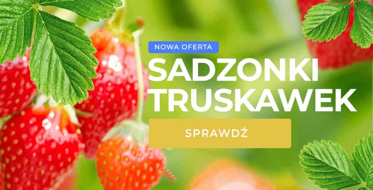 Sadzonki truskawek